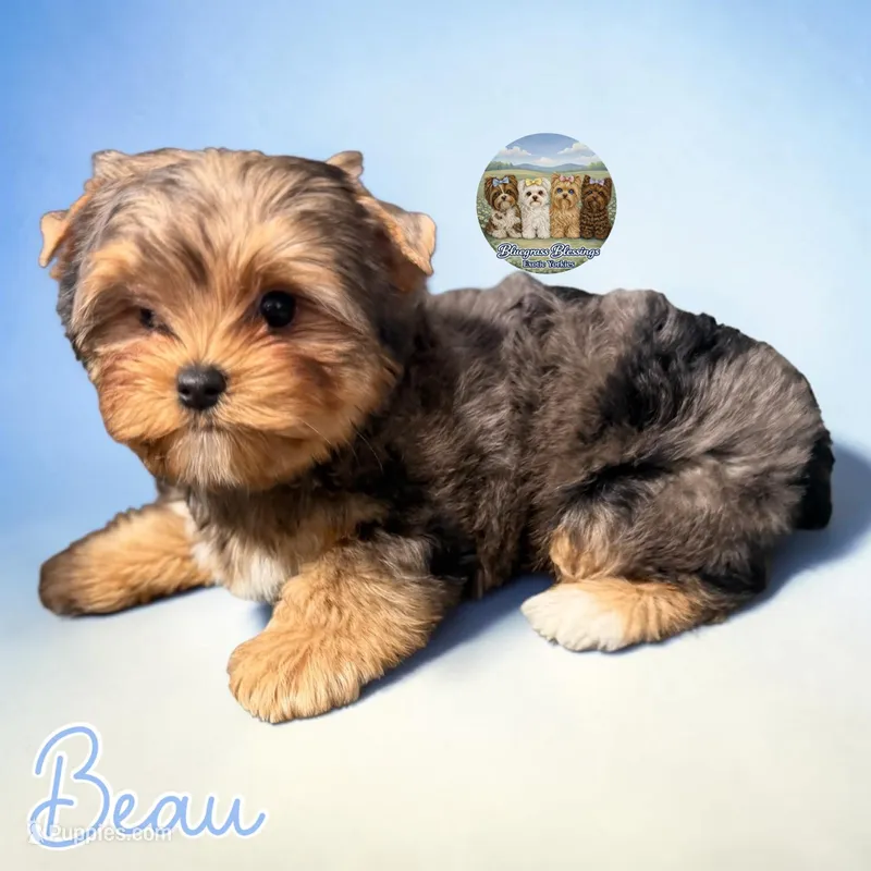 Beau – Yorkshire Terrier puppy for sale in London, KY