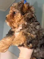 Beau, a male Yorkshire Terrier for sale in London, KY – Photo 3 of 4