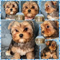Beau, a male Yorkshire Terrier for sale in London, KY – 4 of 8