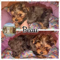 Beau, a male Yorkshire Terrier for sale in London, KY – Photo 4 of 4