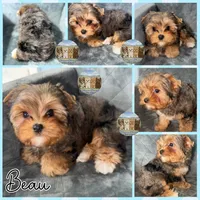 Beau, a male Yorkshire Terrier for sale in London, KY – 2 of 8