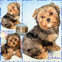 Beau, a male Yorkshire Terrier for sale in London, KY – 3 of 8