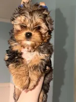 Beau, a male Yorkshire Terrier for sale in London, KY – Photo 2 of 4