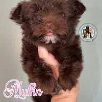KB Chocolate 🧁 Muffin, a female Yorkshire Terrier for sale in East Bernstadt, KY – 2 of 9