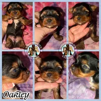 💙 OAKLEY — Male Yorkshire Terrier, a male Yorkshire Terrier for sale in East Bernstadt, KY – 6 of 10