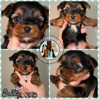 💙 OAKLEY — Male Yorkshire Terrier, a male Yorkshire Terrier for sale in East Bernstadt, KY – 2 of 10