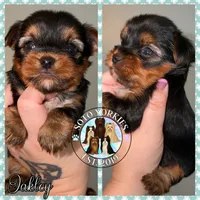 💙 OAKLEY — Male Yorkshire Terrier, a male Yorkshire Terrier for sale in East Bernstadt, KY – 4 of 10