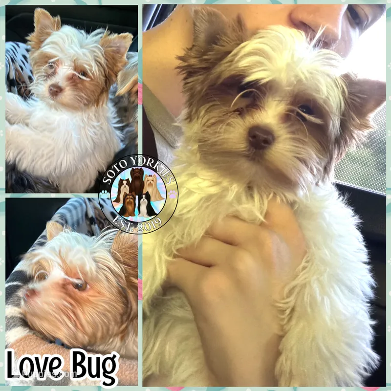 Love Bug – Yorkshire Terrier puppy for sale in London, KY