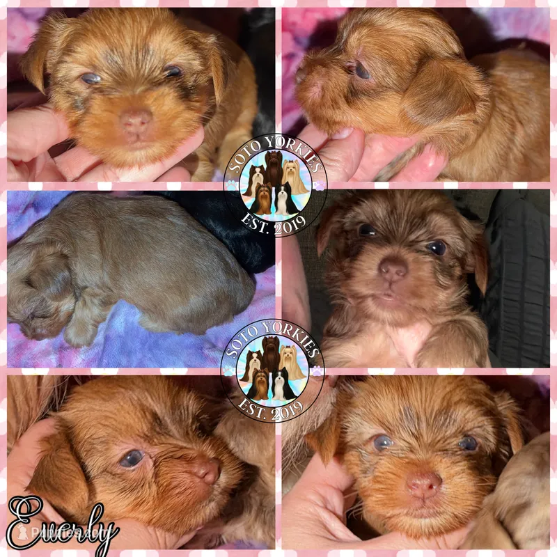 🤎 EVERLY — Chocolate Sable Female Yorkie – Yorkshire Terrier puppy for sale in East Bernstadt, KY