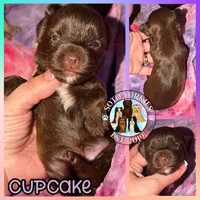 KB Chocolate 🧁 Cupcake, a female Yorkshire Terrier for sale in East Bernstadt, KY – 7 of 9