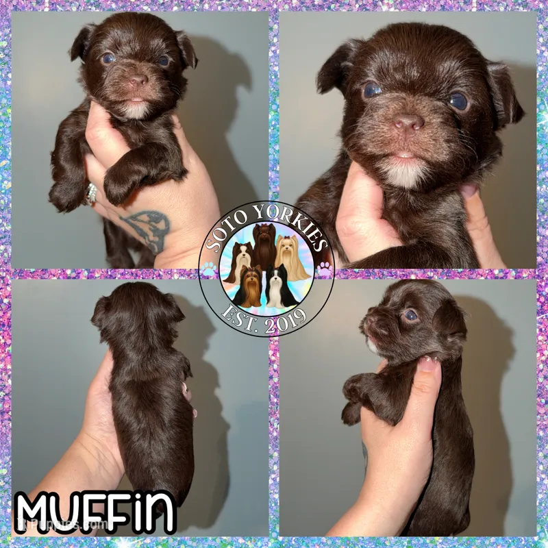 KB Chocolate 🧁 Muffin – Yorkshire Terrier puppy for sale in East Bernstadt, KY