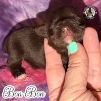 🍫 KB Chocolate Bon Bon, a female Yorkshire Terrier for sale in East Bernstadt, KY – 3 of 4