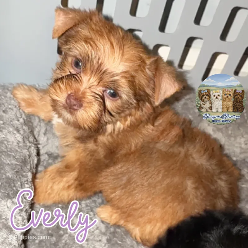 🤎 EVERLY — Chocolate Sable Female Yorkie – Yorkshire Terrier puppy for sale in East Bernstadt, KY