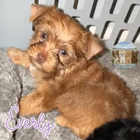 🤎 EVERLY — Chocolate Sable Female Yorkie, a female Yorkshire Terrier for sale in East Bernstadt, KY – 1 of 10