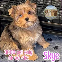 Amora Skye, a female Yorkshire Terrier for sale in London, KY – 1 of 8