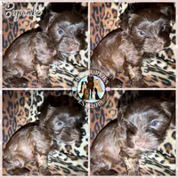 KB Chocolate 🧁 Cupcake, a female Yorkshire Terrier for sale in East Bernstadt, KY – 3 of 9