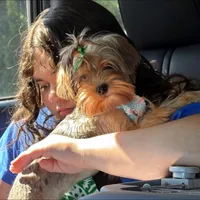 Amora Skye, a female Yorkshire Terrier for sale in East Bernstadt, KY – 3 of 10