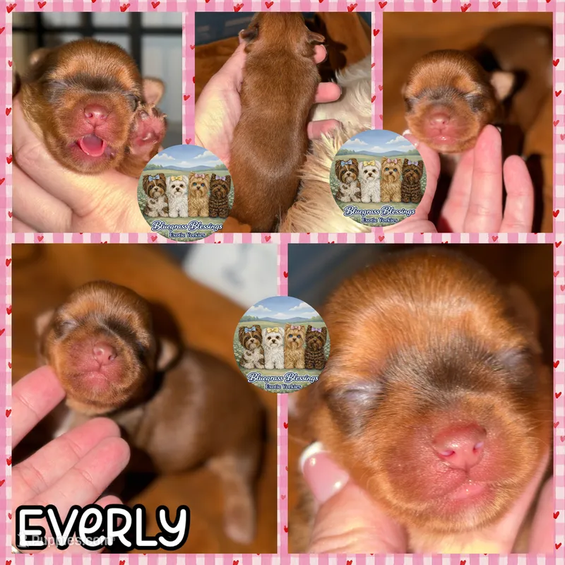 🤎 EVERLY — Chocolate Sable Female Yorkie – Yorkshire Terrier puppy for sale in East Bernstadt, KY