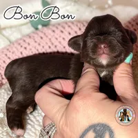🍫 KB Chocolate Bon Bon, a female Yorkshire Terrier for sale in East Bernstadt, KY – 2 of 4