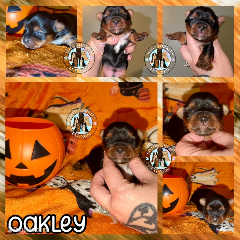 💙 OAKLEY — Male Yorkshire Terrier – Yorkshire Terrier puppy for sale in East Bernstadt, KY