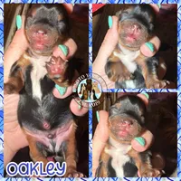 💙 OAKLEY — Male Yorkshire Terrier, a male Yorkshire Terrier for sale in East Bernstadt, KY – 2 of 7