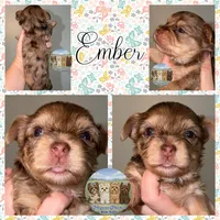 🤎✨ EMBER — Chocolate Merle — Female Yorkie, a female Yorkshire Terrier for sale in East Bernstadt, KY – 5 of 10