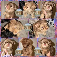 🤎✨ EMBER — Chocolate Merle — Female Yorkie, a female Yorkshire Terrier for sale in East Bernstadt, KY – 2 of 10