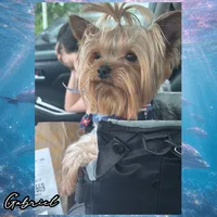 💙 OAKLEY — Male Yorkshire Terrier, a male Yorkshire Terrier for sale in East Bernstadt, KY – 7 of 7