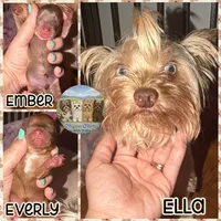 🤎 EVERLY — Chocolate Sable Female Yorkie, a female Yorkshire Terrier for sale in East Bernstadt, KY – 3 of 5
