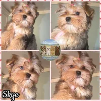 Amora Skye, a female Yorkshire Terrier for sale in London, KY – 2 of 10