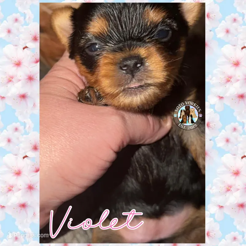 Violet – Yorkshire Terrier puppy for sale in London, KY