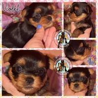 Violet, a female Yorkshire Terrier for sale in London, KY – Photo 6 of 10