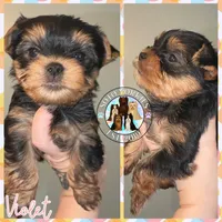 Violet, a female Yorkshire Terrier for sale in London, KY – Photo 3 of 10