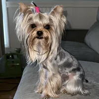 Violet, a female Yorkshire Terrier for sale in London, KY – Photo 3 of 6