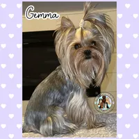 Violet, a female Yorkshire Terrier for sale in London, KY – Photo 4 of 6