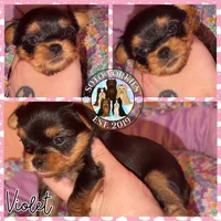 Violet, a female Yorkshire Terrier for sale in London, KY – Photo 7 of 10