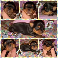 Violet, a female Yorkshire Terrier for sale in London, KY – Photo 2 of 6