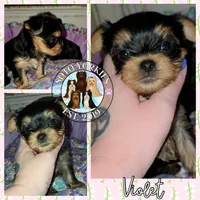 Violet, a female Yorkshire Terrier for sale in London, KY – Photo 5 of 10