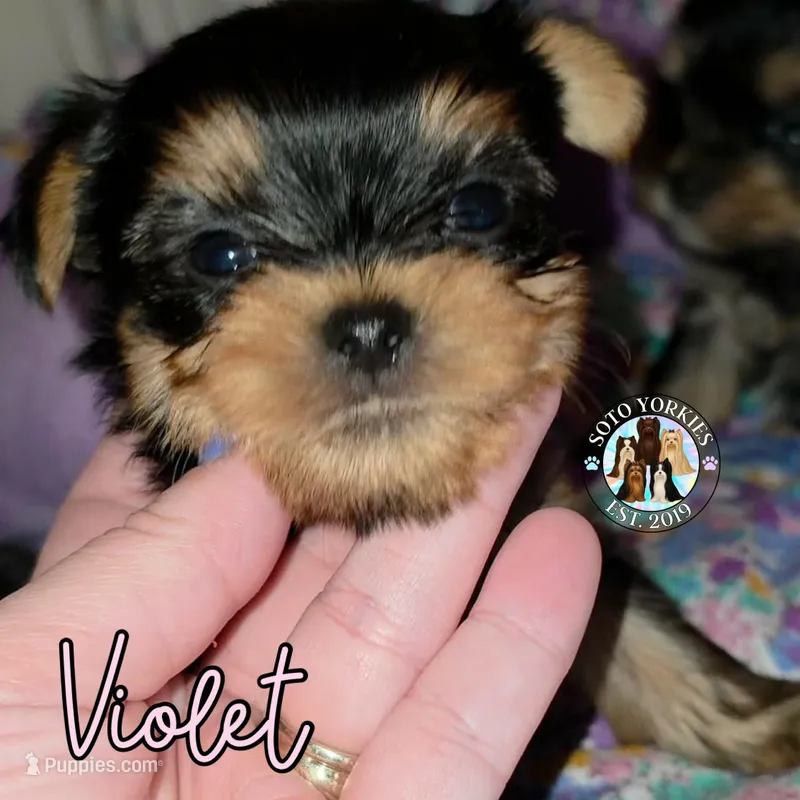 Violet – Yorkshire Terrier puppy for sale in London, KY