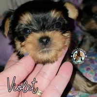 Violet, a female Yorkshire Terrier for sale in London, KY – Photo 4 of 10