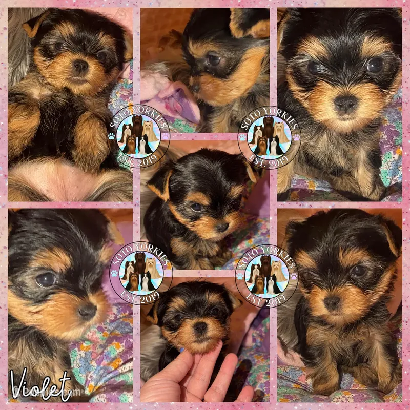 Violet – Yorkshire Terrier puppy for sale in London, KY