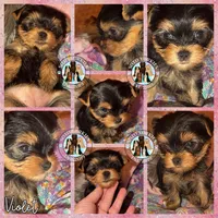 Violet, a female Yorkshire Terrier for sale in London, KY – Photo 2 of 10