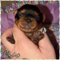 Violet, a female Yorkshire Terrier for sale in London, KY – Photo 1 of 6