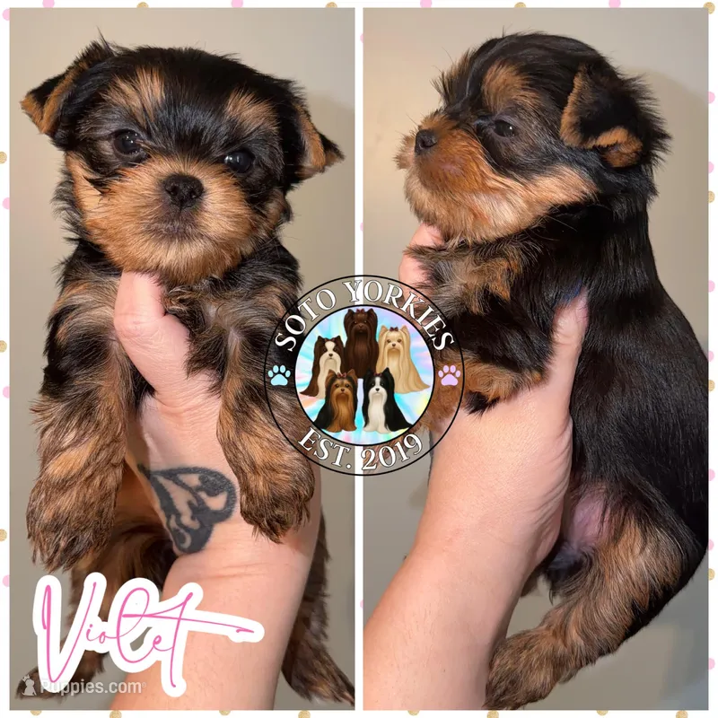 Violet – Yorkshire Terrier puppy for sale in London, KY