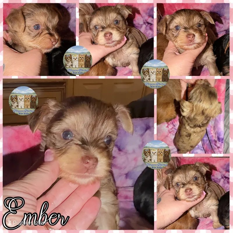 🤎✨ EMBER — Chocolate Merle — Female Yorkie – Yorkshire Terrier puppy for sale in East Bernstadt, KY