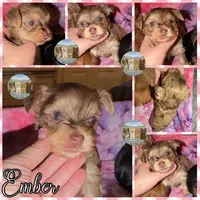 🤎✨ EMBER — Chocolate Merle — Female Yorkie, a female Yorkshire Terrier for sale in East Bernstadt, KY – 4 of 10