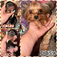 🎀 GRACIE — Female Yorkshire Terrier, a female Yorkshire Terrier for sale in East Bernstadt, KY – 3 of 7