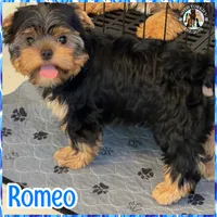 Romeo, a male Yorkshire Terrier for sale in London, KY – 2 of 10