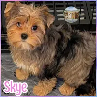 Amora Skye, a female Yorkshire Terrier for sale in London, KY – 4 of 8