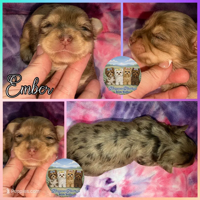 🤎✨ EMBER — Chocolate Merle — Female Yorkie – Yorkshire Terrier puppy for sale in East Bernstadt, KY